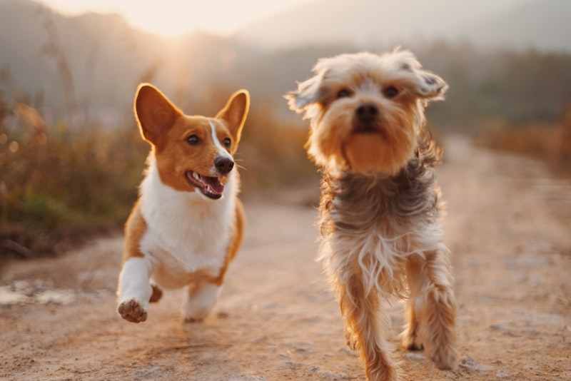 Dogs playing together at a park