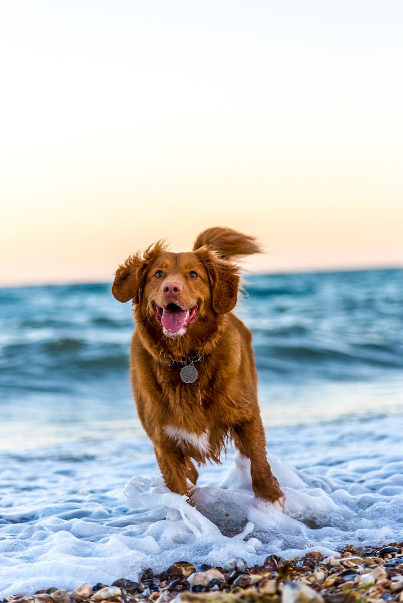 Dog running off-leash in a field