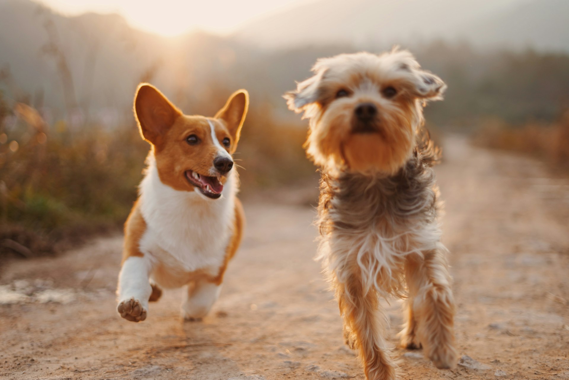 Dogs playing together at an off-leash dog park β find dog parks, groomers, and vets near you on BarkSeeker
